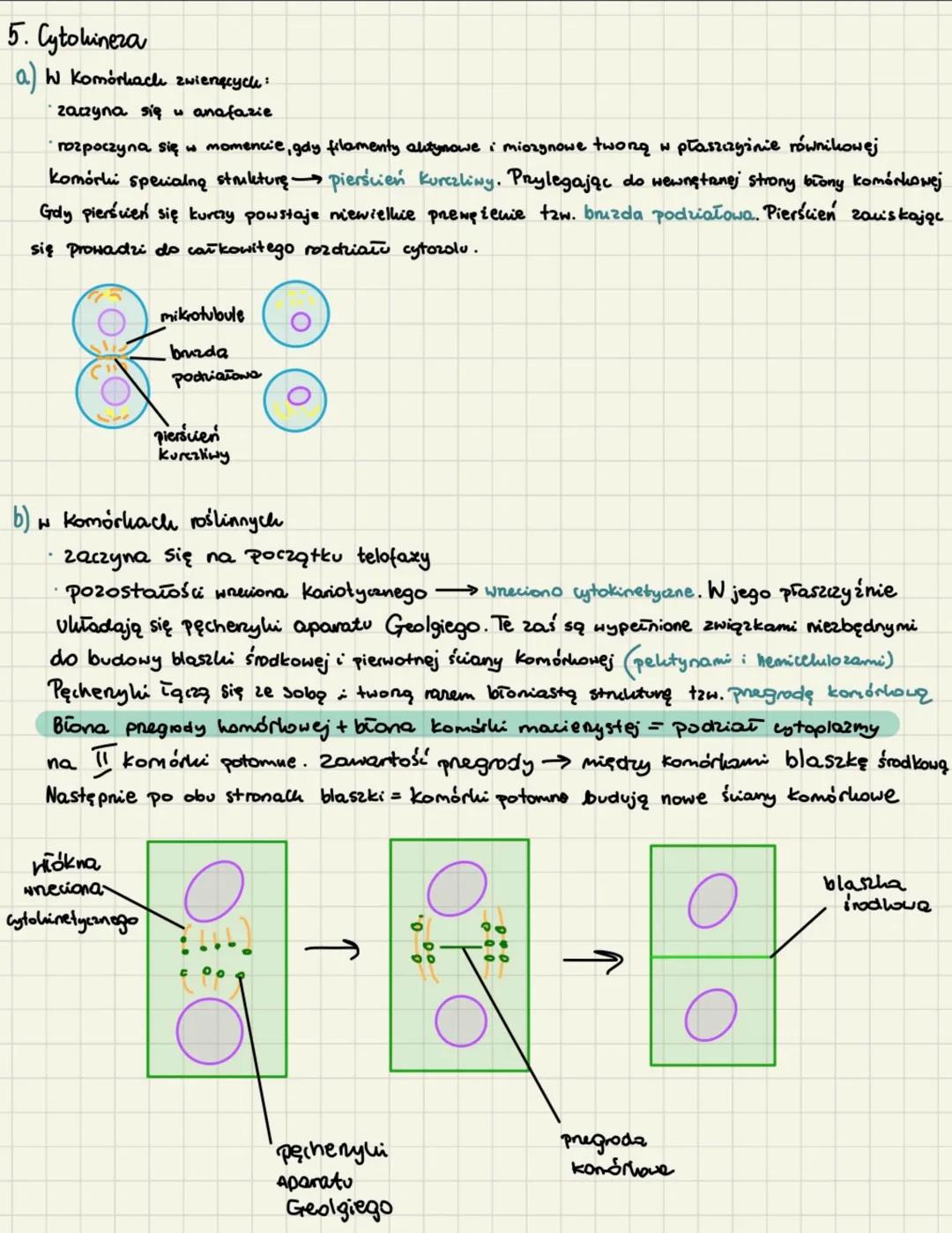 # cyku komórkowy mitoza
1. Cylel komórkowy trwa od momentu powstania Komórki od momentu jej podziału na II komórki
potomne. Można w nim wyr