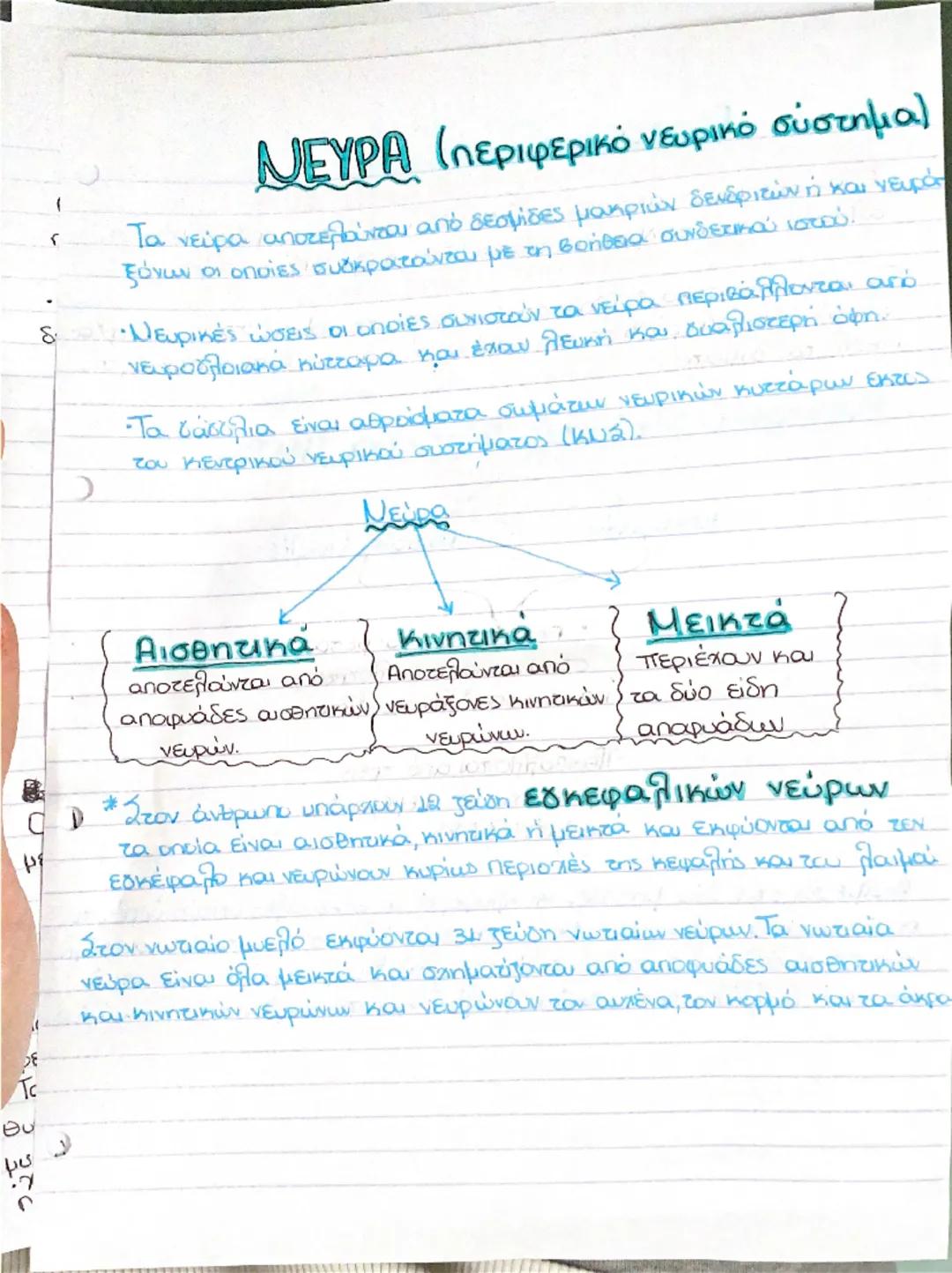 # σστημα
# Νωτιαίος Μυελός
είναι μια λεπτή σχεδόν κυλινδρική στήλη νευρικού ιστού, η οποία
προστατεύεται μέσα στον σπονδυλικό σωλήνα.
*