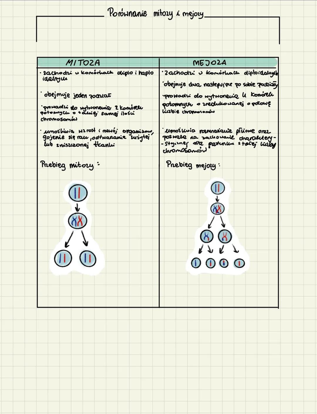 # mejoمح
1) Mesora - to podział jądra komórkowego, dzięki któremu z jednej komórki macierystėj
powstają 4 • zredukowanej liczbie chromosomó