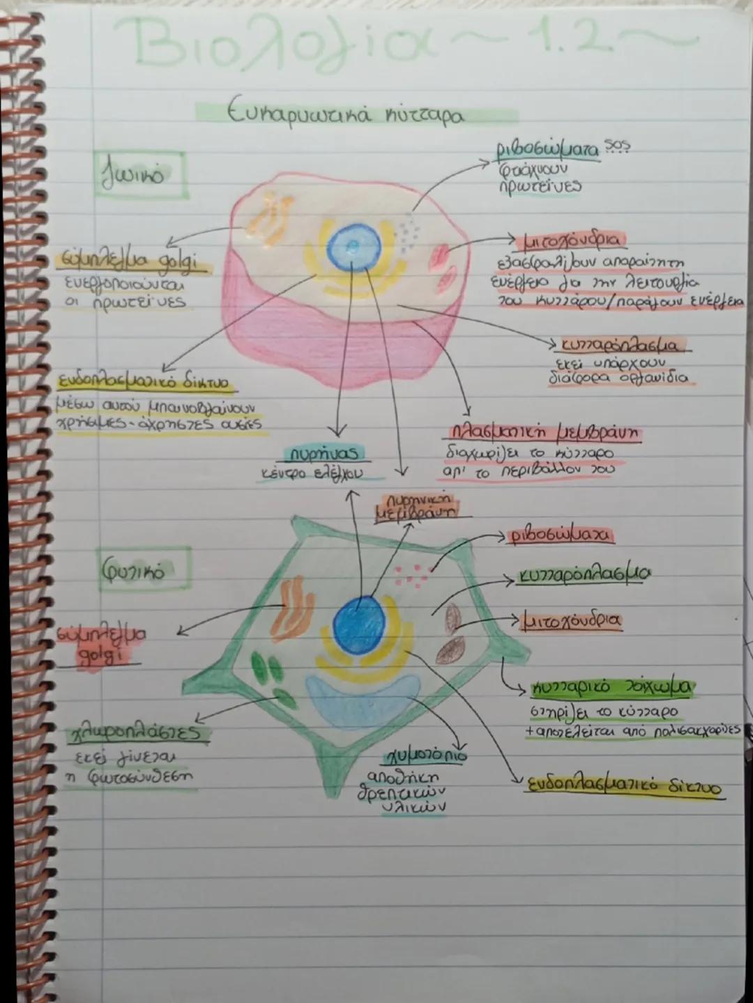 Βιολογία β γυμν - ευκαρυωτικά κύτταρα