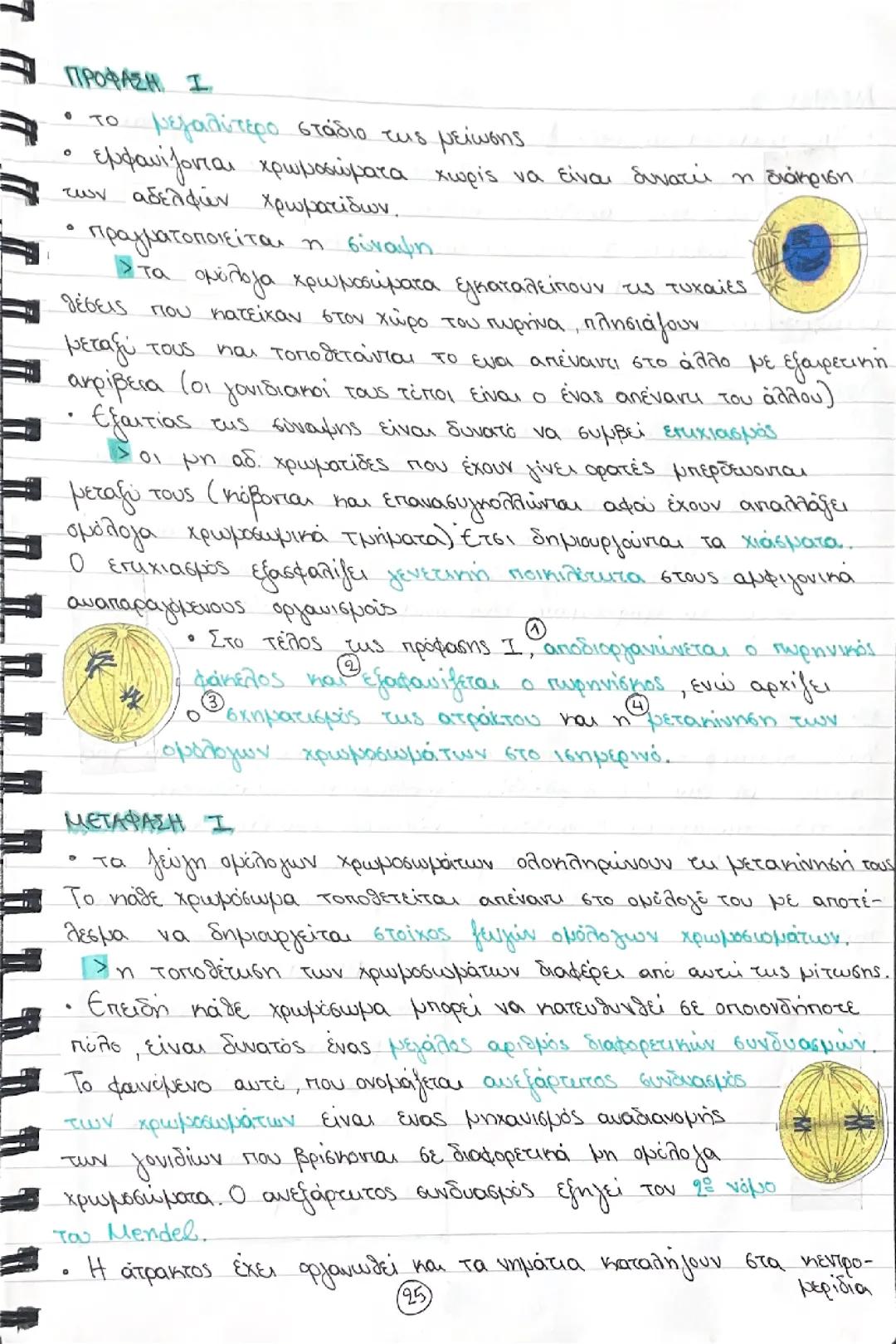 Μείωση - βιολογία γ λυκείου τεύχος α