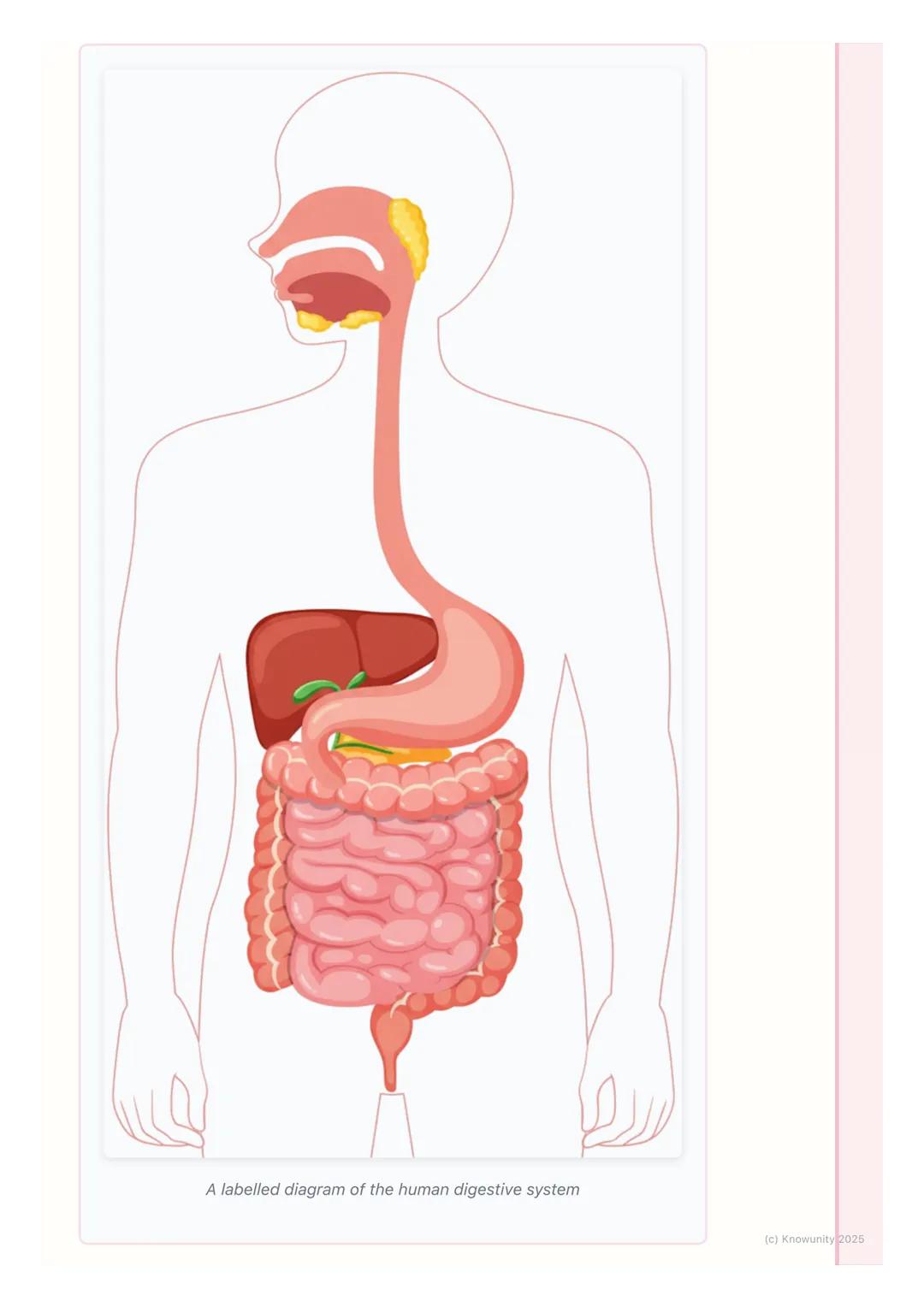 # Human Body Systems
Introduction to human body systems
The human body is organised in a hierarchy: cells $\rightarrow$ tissues $\rightarr